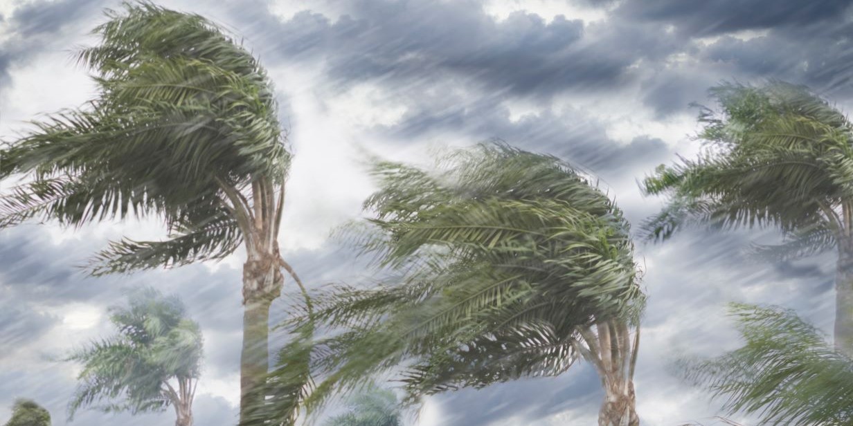 Palm trees in a storm